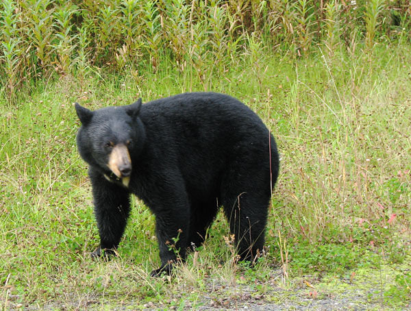 A Bear on the Side of the Road