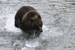 Grizzly Chasing Down A Salmon