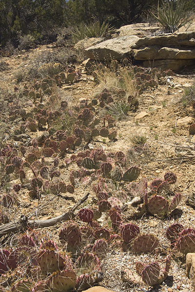 Cactus on top of the Mesa