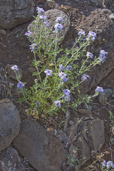 Blue Flowers Spotlighted Against the Black Rocks