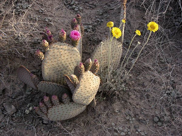 Cactus Along the Road