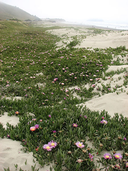Flowers on the Dunes