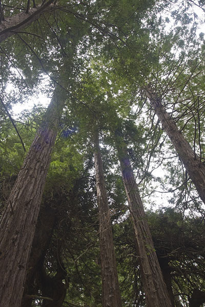 Redwood Trees in the Park