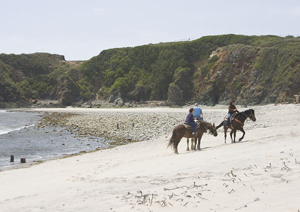 Horses on Molera Beach