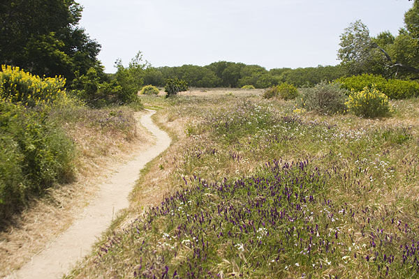 The Trail Through Creamery Meadow to Molera Beach