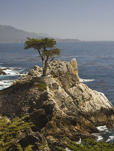 Famous Monterey Cypress Tree