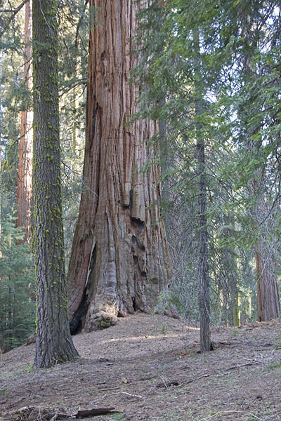 Many Sequoias Have Burn Scars