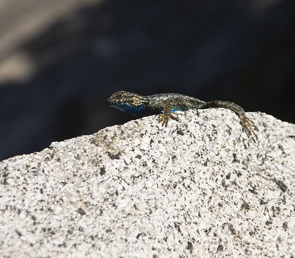 A Lizard that Lives In the Boulders of Morro Rock