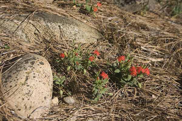 Indian Paintbrush by the Merced River