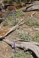 Wildflowers on the Hike to El Capitan