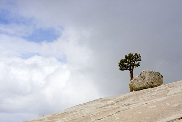 Tree and Rock