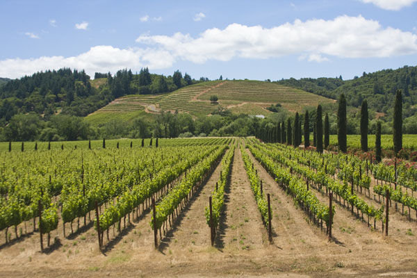 View of the Vineyards