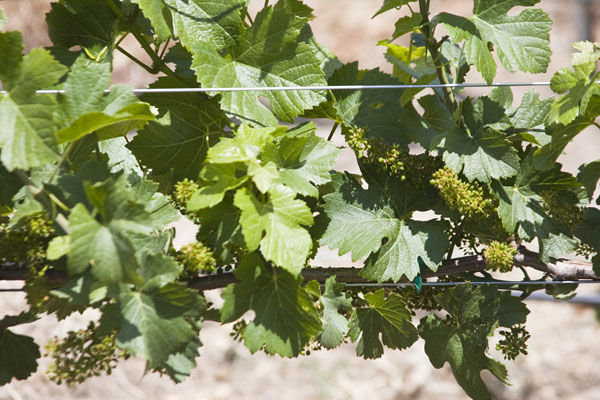 Tiny Grapes were Showing on the Vines