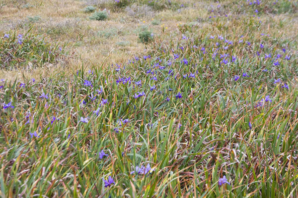 Wild Irises Manchester State Park