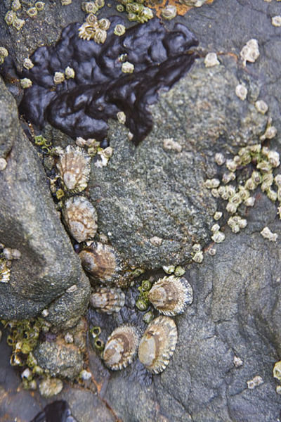 Tiny Sealife on the Rocks  at Shell Beach