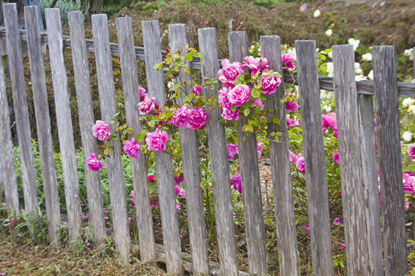 Roses on a Fence