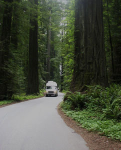 CT Traveling on the Avenue of the Giants