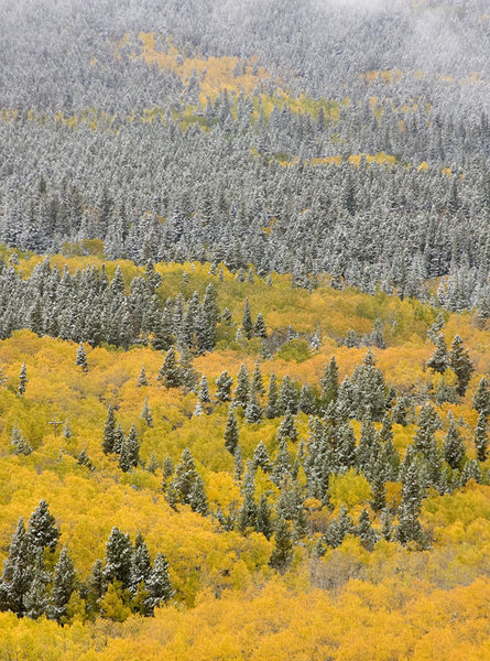 Aspens Amid the Snow Capped Spruce