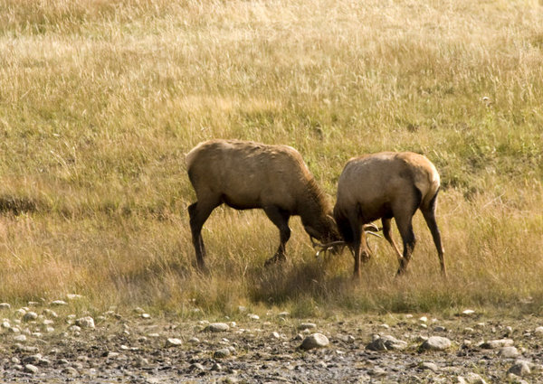 Young Elk Sparing at Horseshoe Park