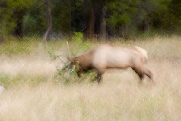 Abstract of Elk