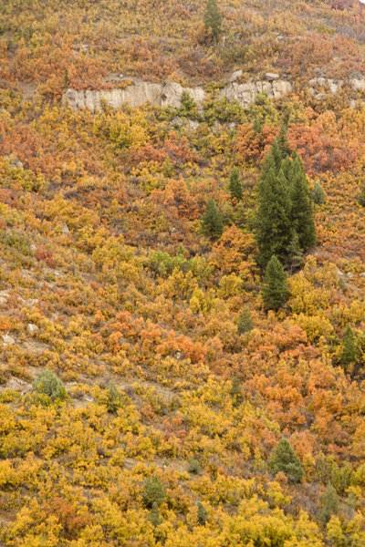 Other Autumn Colors Filled the Mountainsides