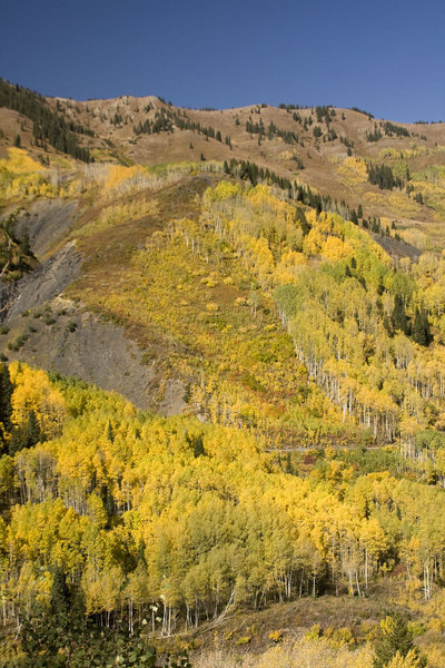 Aspens Like Veins of Gold on the Brown Mountainsides