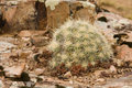 Cactus Among the Rocks
