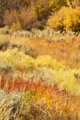 Autumn Field on Upland Trail