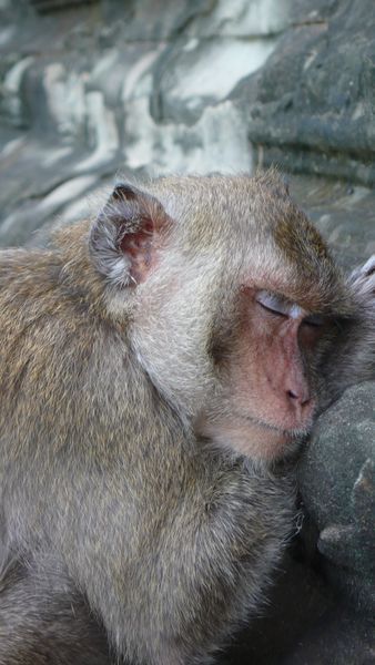 Monkey's sleeping on the Temple