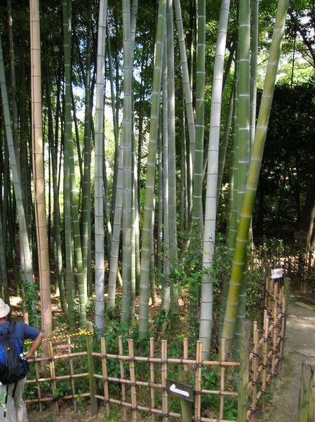 Plants de bambou