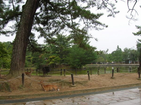 Nara-koen (parc de Nara)