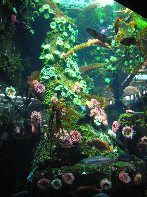 Aquarium dans l'aéroport de Vancouver