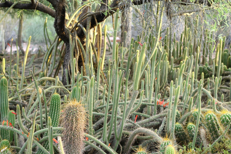 The Desert Botanical Garden in Phoenix, AZ 09