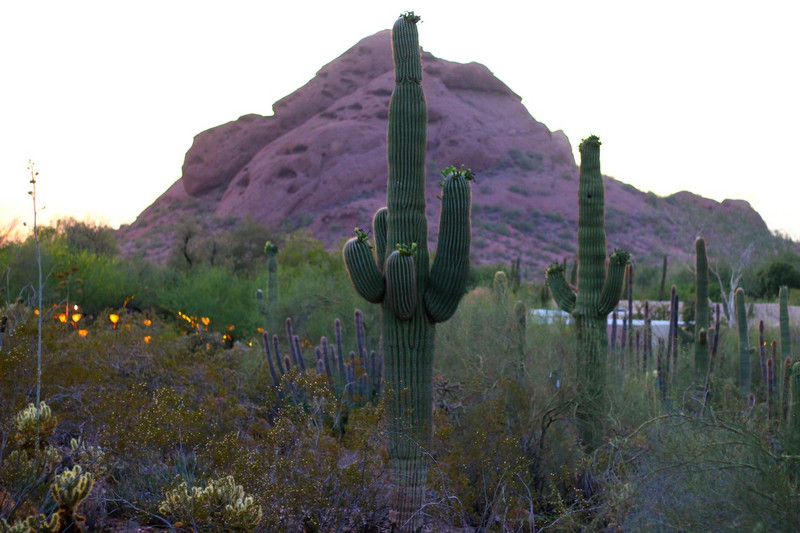 The Desert Botanical Garden in Phoenix, AZ 12
