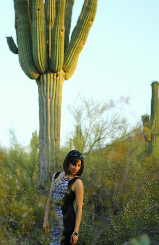 The Desert Botanical Garden in Phoenix, AZ 16