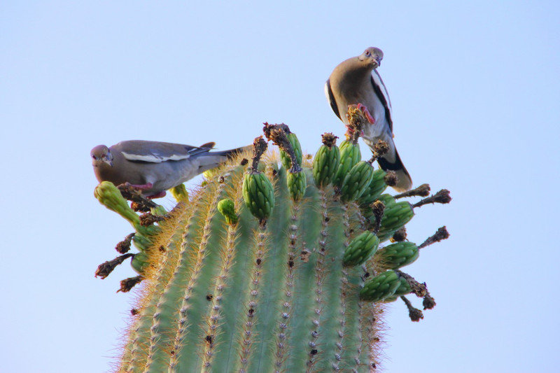 The Desert Botanical Garden in Phoenix, AZ 18