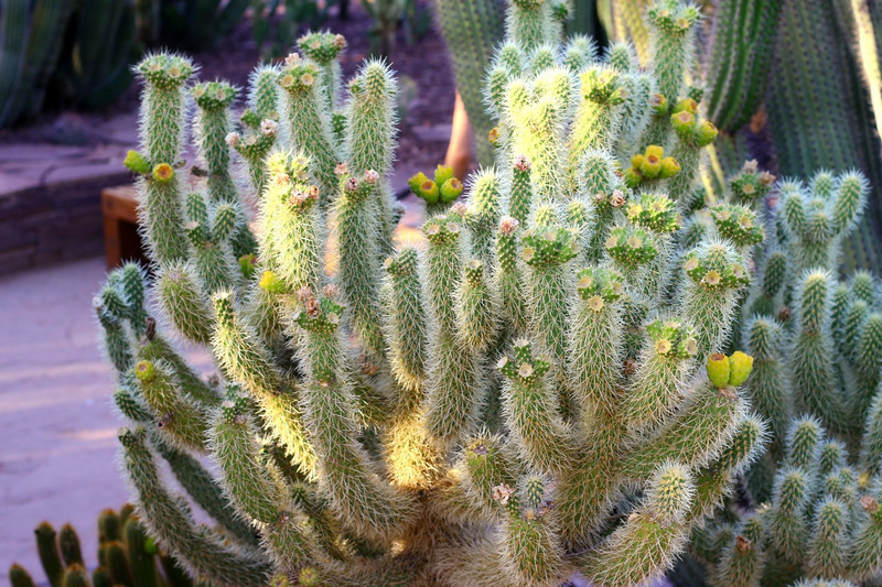 The Desert Botanical Garden in Phoenix, AZ 20