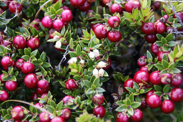 Fruit Torres del Paine