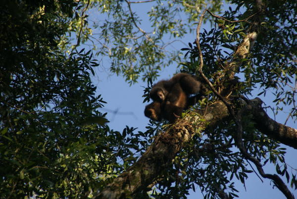 Iguazu - Monkeys