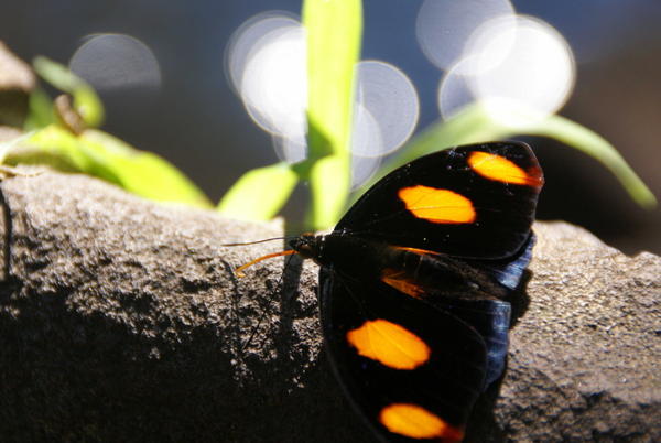 Iguazu - Butterfly