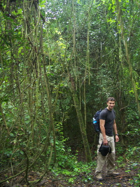 Iguazu - Jungle