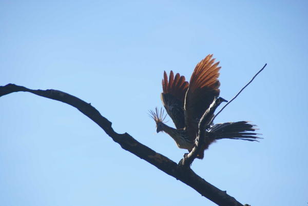 Rurrenabaque - Bird of paradise