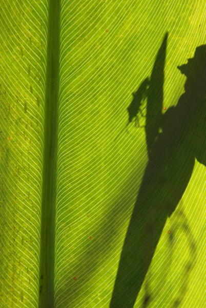 Rurrenabaque - Leaf