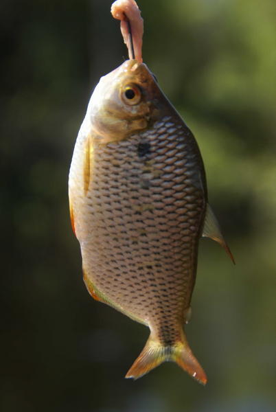 Rurrenabaque - Piranha