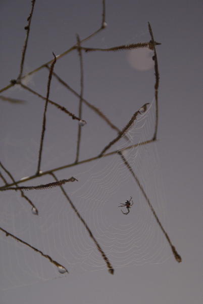 Rurrenabaque - Spider web