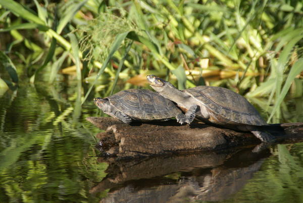 Rurrenabaque - Turtles