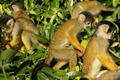 Rurrenabaque - Monkeys