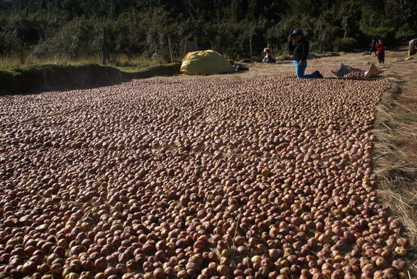 Cuzco - Dried Potatoes