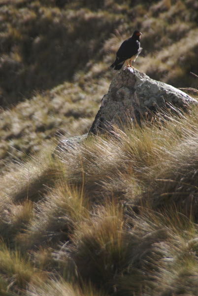 Inca Trail - Bird