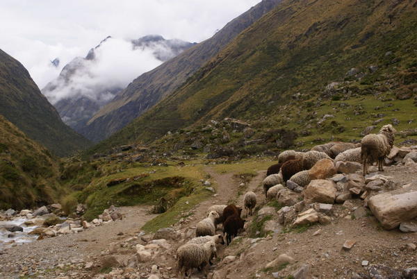 Inca Trail - Sheep